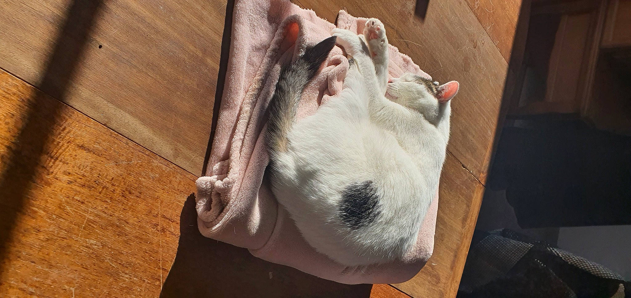 Tya a rejoint le concours — aidez-le/la à gagner de superbes lots ! canidae, carnivore, comfort, companion_dog, dog_breed, fawn, felidae, flesh, fur, hardwood, jaw, livestock, small_to_medium_sized_cats, snout, sporting_group, whiskers, window, wood, wool, wrinkle