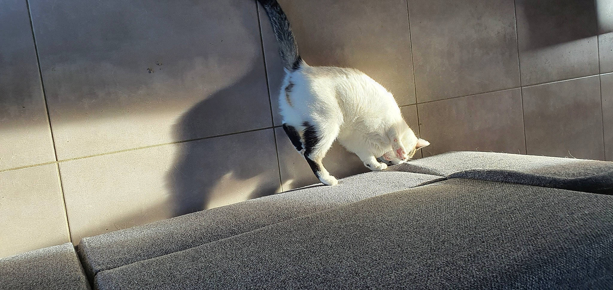 Tya a rejoint le concours — aidez-le/la à gagner de superbes lots ! cat, felidae, foot, fur, hood, seabird, shadow, small_to_medium_sized_cats, snout, stairs, tail, terrestrial_animal, tints_and_shades, vehicle_door, wall, whiskers, window, windscreen_wiper, windshield, wing