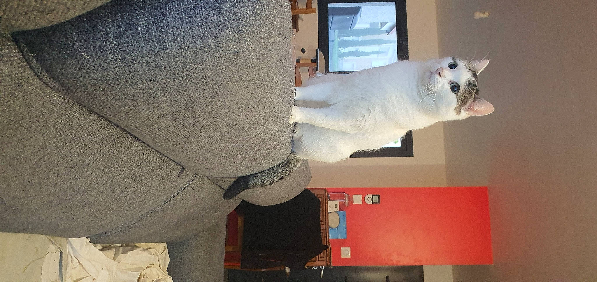 Tya a rejoint le concours — aidez-le/la à gagner de superbes lots ! art, cat, cockatoo, companion_dog, felidae, fur, gesture, machine, polar_bear, room, small_to_medium_sized_cats, tail, visual_arts, whiskers, wood