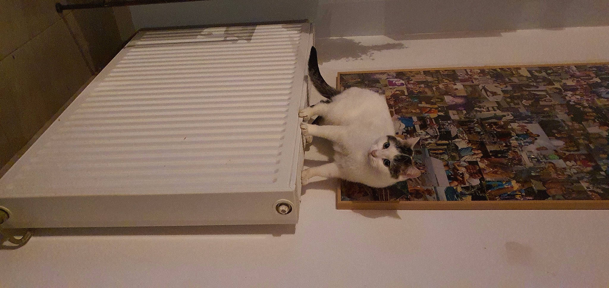 Tya participe au concours pour gagner de l'argent avec cette photo : aluminium, art, felidae, gas, hardwood, room, skull, small_to_medium_sized_cats, tail, visual_arts, wood