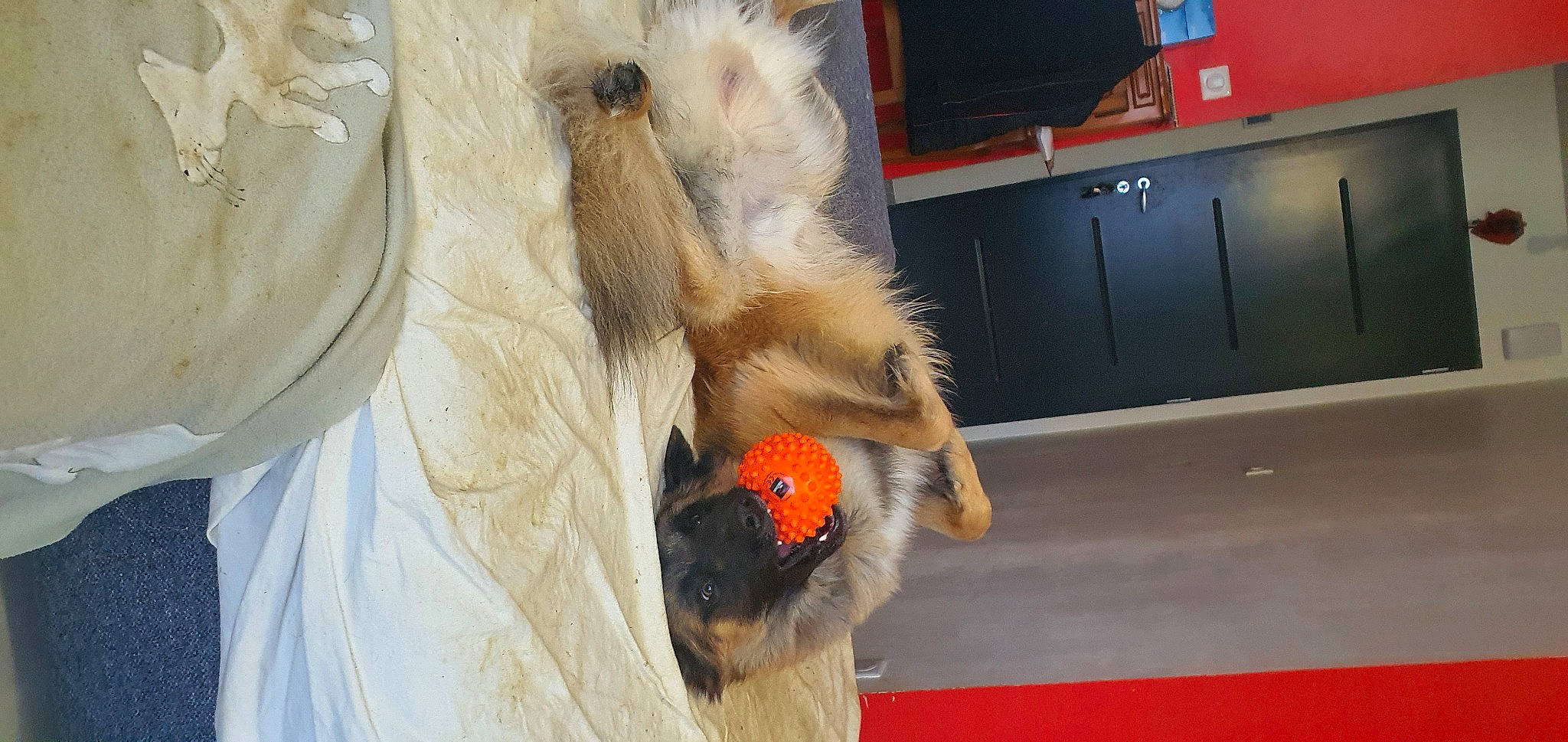 Tiago participe au concours pour gagner de l'argent avec cette photo : beak, claw, fawn, feather, flooring, foot, fur, parrot, paw, rodent, snout, tail, terrestrial_animal, whiskers, wildlife, wing, wood