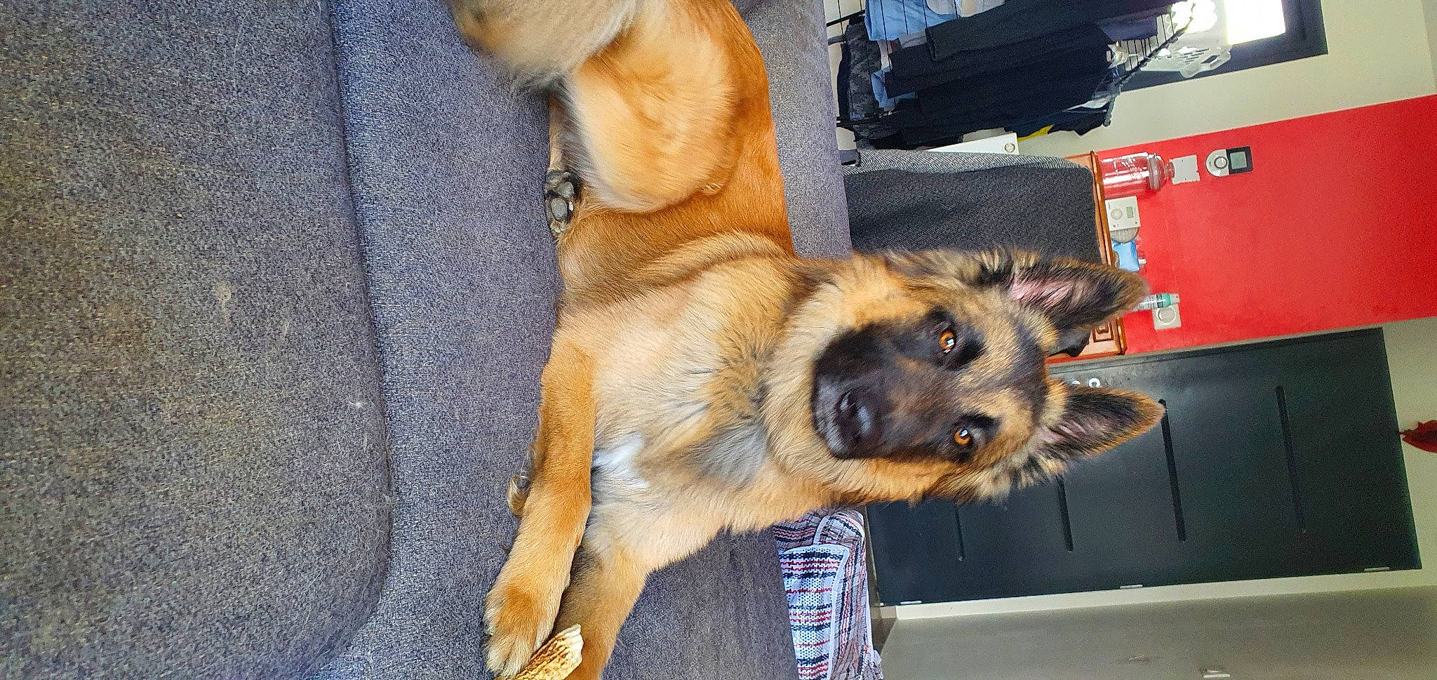 Tiago participe au concours pour gagner de l'argent avec cette photo : canidae, carnivore, companion_dog, dog, dog_breed, fawn, fur, german_shepherd_dog, old_german_shepherd_dog, paw, snout, sporting_group, tail, working_animal, working_dog