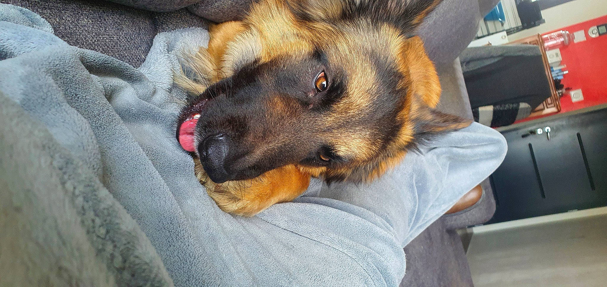 Tiago a rejoint le concours — aidez-le/la à gagner de superbes lots ! canidae, carnivore, comfort, companion_dog, dog, dog_breed, ear, east_european_shepherd, fawn, fur, german_shepherd_dog, herding_dog, king_shepherd, old_german_shepherd_dog, snout, terrestrial_animal, whiskers, working_dog