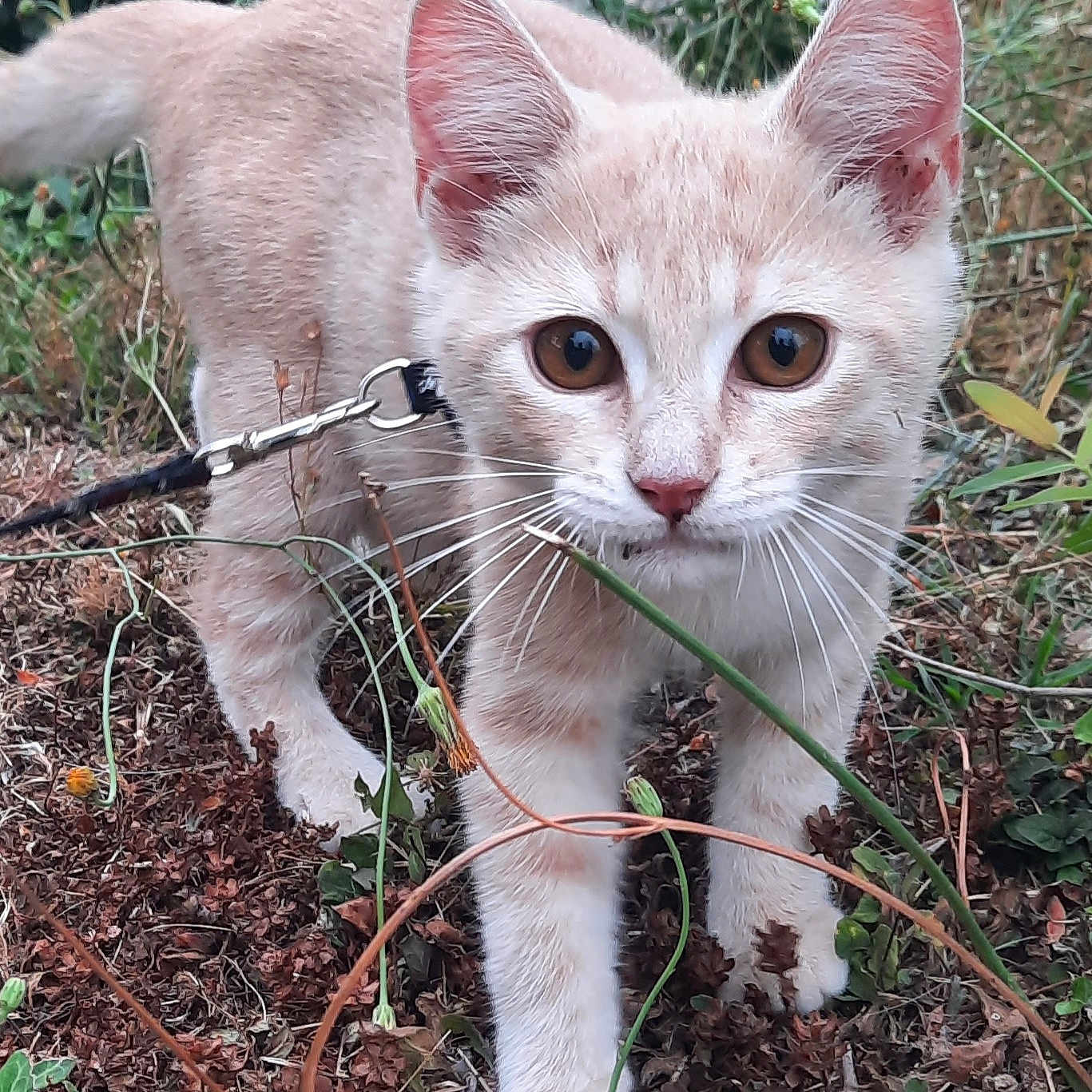Milo a rejoint le concours — aidez-le/la à gagner de superbes lots ! animal, brown_eyes, cat, closeup, curious, ears, exploring, fur, grass, ground, kitten, leash, nature, outdoor, pets, plants, small, walking, whiskers, young
