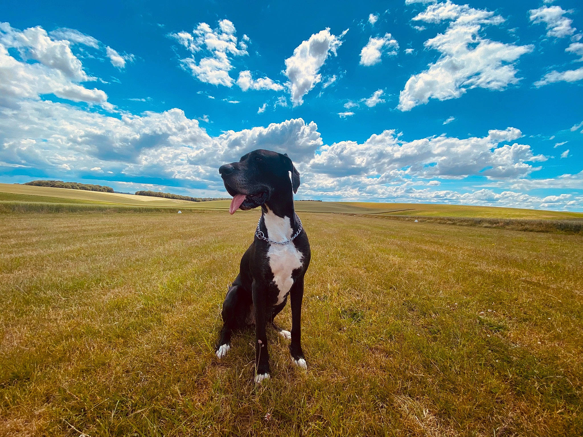 Mandy a rejoint le concours — aidez-le/la à gagner de superbes lots ! american_staffordshire_terrier, boxer, canidae, carnivore, cloud, dog, dog_breed, grass, grassland, great_dane, guard_dog, hunting_dog, mammal, plain, pointer, pointing_breed, prairie, sky, sporting_group, working_dog