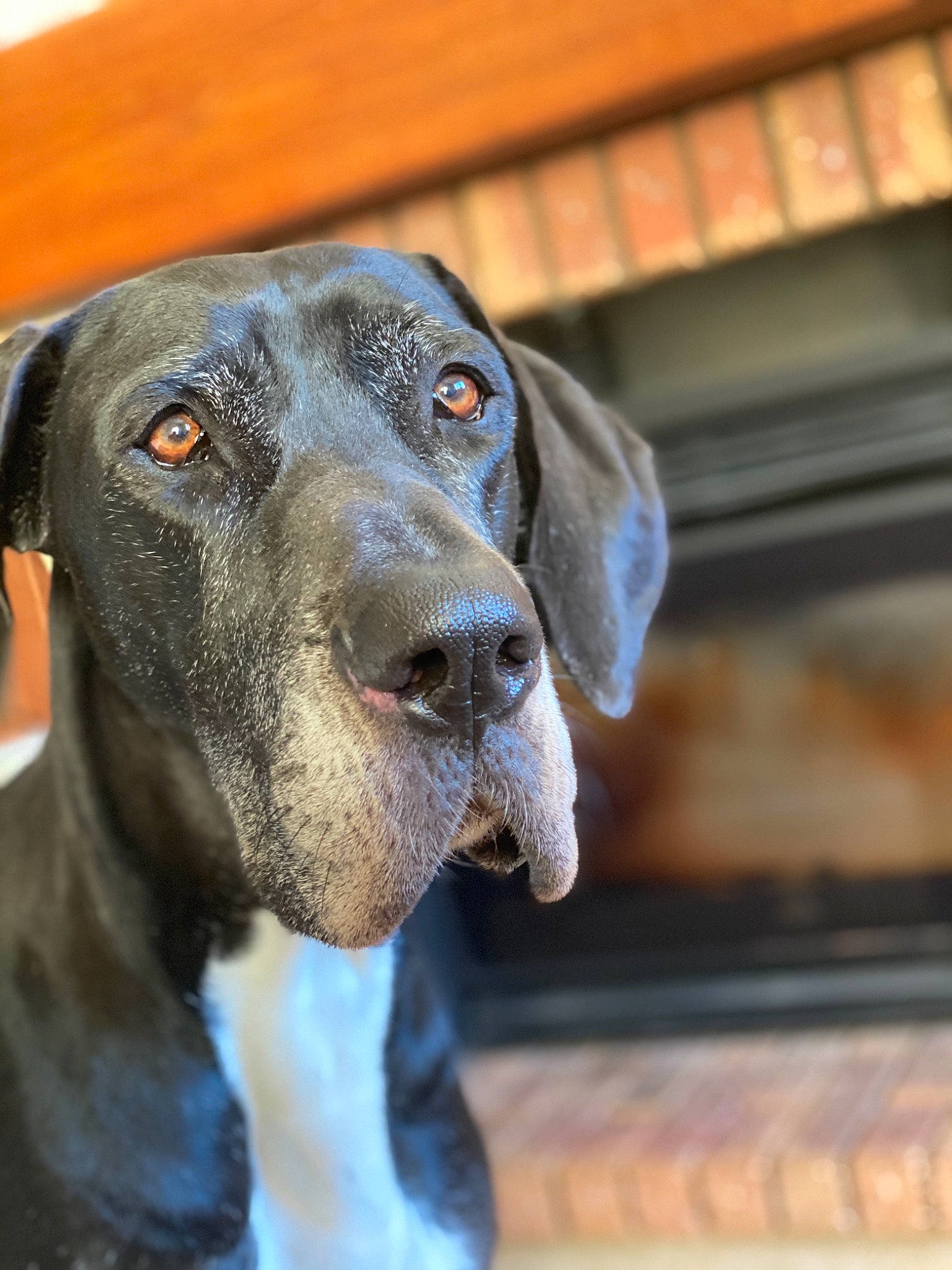 Mandy a rejoint le concours — aidez-le/la à gagner de superbes lots ! canidae, carnivore, dog, dog_breed, ear, fawn, german_shorthaired_pointer, great_dane, mammal, nose, plott_hound, pointer, pointing_breed, snout, sporting_group, vertebrate, vizsla, weimaraner, whiskers, working_dog