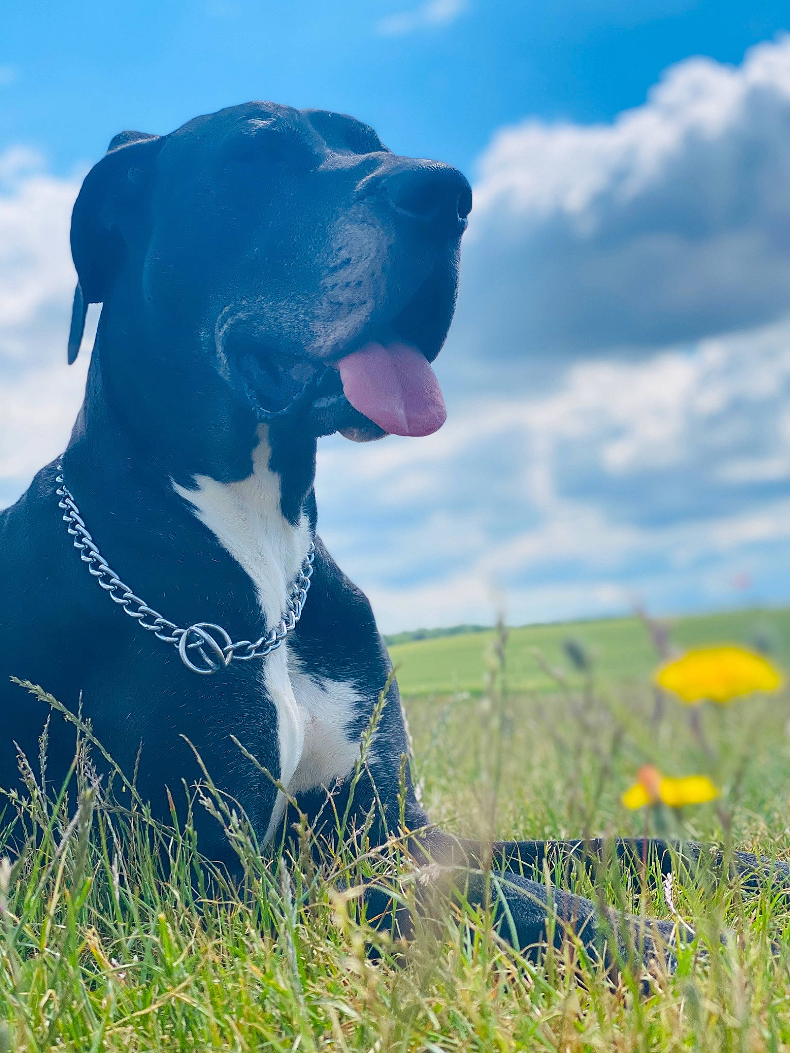 Mandy a rejoint le concours — aidez-le/la à gagner de superbes lots ! canidae, carnivore, dog, dog_breed, fawn, grass, grass_family, grassland, guard_dog, mammal, meadow, non_sporting_group, pointer, sky, snout, sporting_group, wildflower