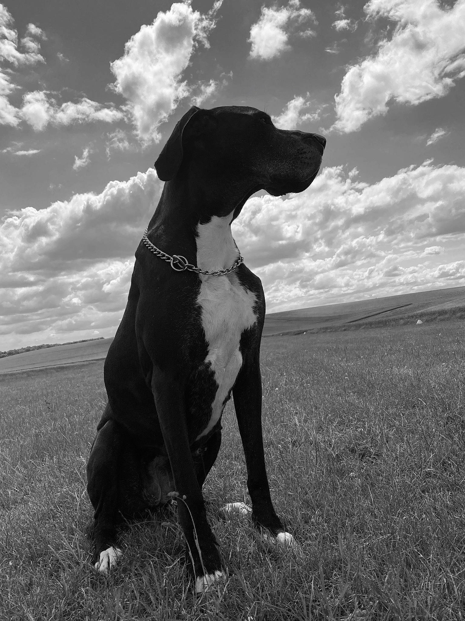 Mandy a rejoint le concours — aidez-le/la à gagner de superbes lots ! black, black_and_white, canidae, carnivore, cloud, dog, dog_breed, great_dane, guard_dog, hunting_dog, mammal, monochrome_photography, non_sporting_group, photography, pointer, sky, sporting_group, stock_photography, white, working_dog