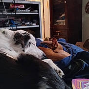 Tank And Jc is registered to the contest to win money with this photo: dog, sleeping, bed, blanket, indoor, furniture, shelving, cabinet, collar, brown_dog, black_and_white_dog, pet, resting, cozy, household_items, clutter, room, fur, domestic, quiet