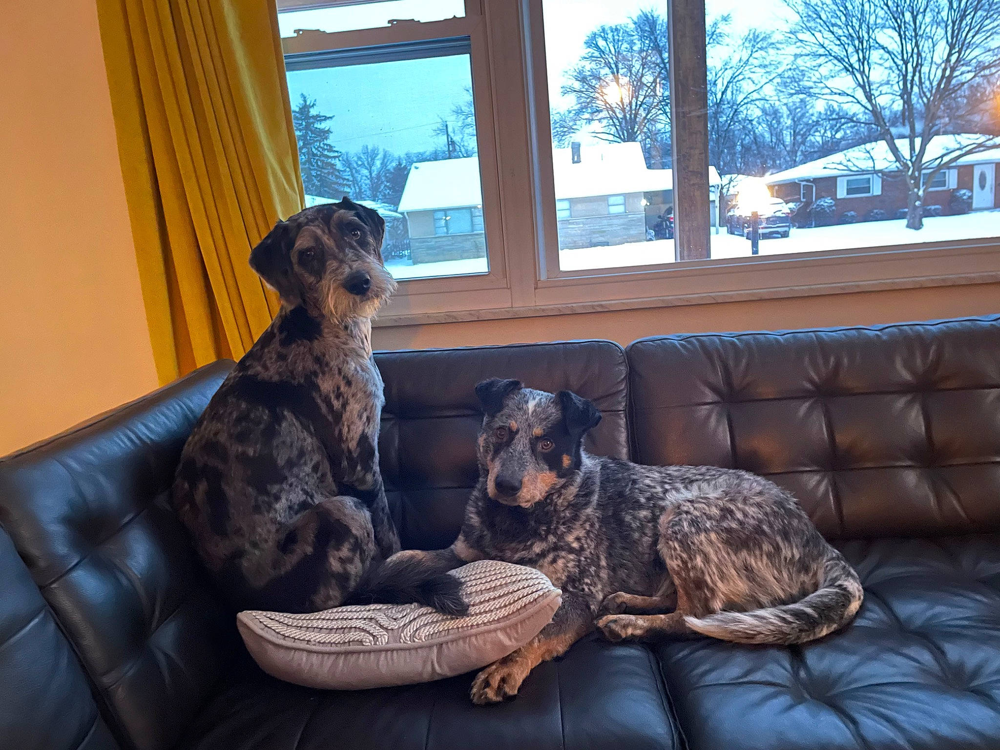 Lloyd joined the competition — help win amazing prizes! blue, carnivore, comfort, companion_dog, couch, curtain, dog, dog_breed, fawn, furniture, living_room, room, sky, snout, sofa_bed, studio_couch, tree, window, window_blind, wood
