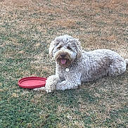 Aria participe au concours pour gagner de l'argent avec cette photo : animal, canine, collar, cute, dog, field, frisbee, fur, grass, happy, laying, nature, outdoor, park, pet, play, resting, summer, tongue_out, toy