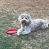 animal, canine, collar, cute, dog, field, frisbee, fur, grass, happy, laying, nature, outdoor, park, pet, play, resting, summer, tongue_out, toy