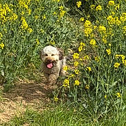 Aria a rejoint le concours — aidez-le/la à gagner de superbes lots ! animal, daytime, dog, field, fluffy, green_grass, happy, nature, outdoor, path, pet, plants, scenic, small_dog, spring, summer, sunlight, walking, wildflowers, yellow_flowers