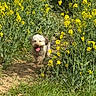animal, daytime, dog, field, fluffy, green_grass, happy, nature, outdoor, path, pet, plants, scenic, small_dog, spring, summer, sunlight, walking, wildflowers, yellow_flowers