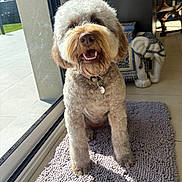 Aria a rejoint le concours — aidez-le/la à gagner de superbes lots ! dog, curly_fur, pet, indoor, rug, smiling, sunlight, glass_door, decorative_elephant, home_interior, floor_tiles, collar, tag, happy, shadow, texture, window, daylight, animal, cute