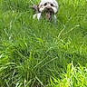 Aria participe au concours pour gagner de l'argent avec cette photo : animal, canine, dandelion, daylight, dog, field, flora, fur, grass, greenery, happy, leaf, nature, outdoor, park, pet, playful, summer, tongue_out, wild