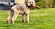 Aria a rejoint le concours — aidez-le/la à gagner de superbes lots ! animal, backyard, canine, cute, daytime, dog, fence, fur, garden, grass, greenery, lawn, mammal, nature, outdoor, pet, plant, playful, standing, toy
