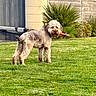 Aria a rejoint le concours — aidez-le/la à gagner de superbes lots ! animal, backyard, canine, cute, daytime, dog, fence, fur, garden, grass, greenery, lawn, mammal, nature, outdoor, pet, plant, playful, standing, toy