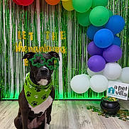 Daisy joined the competition — help win amazing prizes! dog, black_and_white_dog, bandana, glasses, shamrock_glasses, balloons, rainbow_balloons, green_streamers, st_patricks_day, celebration, indoor, flooring, pot_of_gold, coins, decoration, festive, pet, portrait, cute, sitting