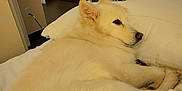 Kyiah Coconut is registered to the contest to win money with this photo: dog, white_dog, bed, pillow, indoor, kitchen, furniture, relaxed, pet, canine, resting, cozy, floor, dark_cabinets, appliance, chair, blanket, domestic, household, fur