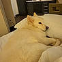 dog, white_dog, bed, pillow, indoor, kitchen, furniture, relaxed, pet, canine, resting, cozy, floor, dark_cabinets, appliance, chair, blanket, domestic, household, fur