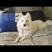 Kyiah Coconut joined the competition — help win amazing prizes! dog, white_dog, pet, indoor, bed, pillow, collar, heart_tag, fluffy, canine, relaxed, resting, animal, cute, fur, domestic_animal, lying_down, cozy, comfortable, home