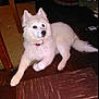 Kyiah Coconut joined the competition — help win amazing prizes! dog, white, fluffy, indoor, floor, collar, pet, animal, wooden_chair, carpet, relaxed, looking_away, ears_up, household, cozy, fur, paw, tail, mammal, pet_accessory