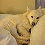 Kyiah Coconut is registered to the contest to win money with this photo: dog, white_dog, bed, pillow, resting, cozy, curled_up, fluffy, indoor, pet, animal, sleepy, fur, cute, comfort, relaxation, paw, nose, ear, home