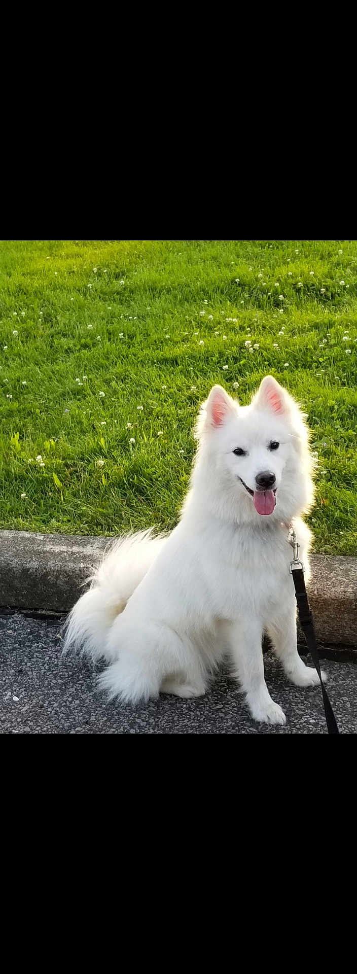 Kyiah Coconut joined the competition — help win amazing prizes! dog, white_dog, fluffy, sitting, grass, greenery, outdoor, pet, happy, tongue_out, leash, pavement, nature, cute, animal, canine, summer, daylight, park, friendly