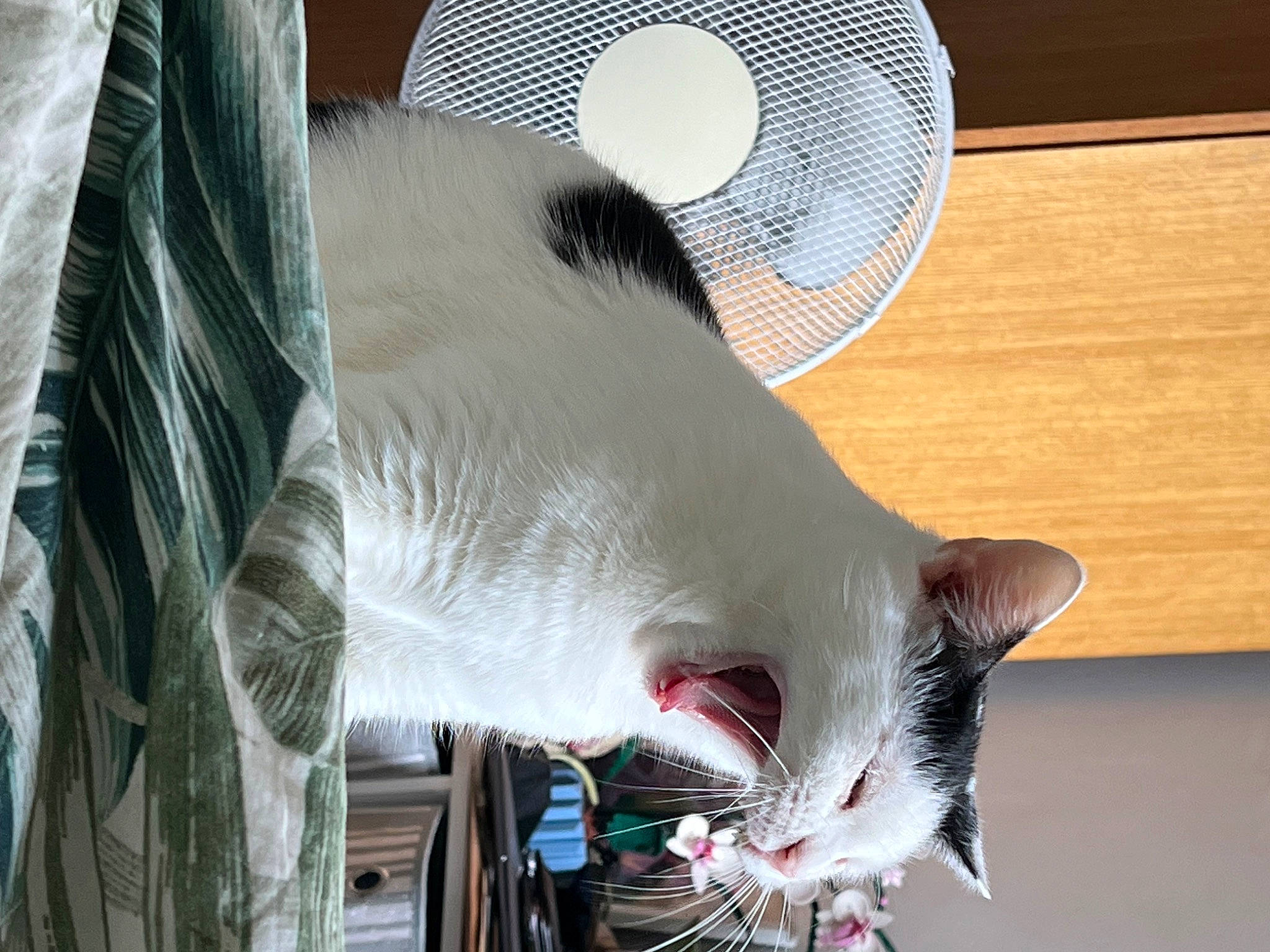 Soup is registered to the contest to win money with this photo: carnivore, cat, cat_supply, claw, comfort, domestic_short_haired_cat, fang, felidae, fur, mechanical_fan, mesh, musical_instrument, paw, pet_supply, room, small_to_medium_sized_cats, snout, tail, vertebrate, whiskers