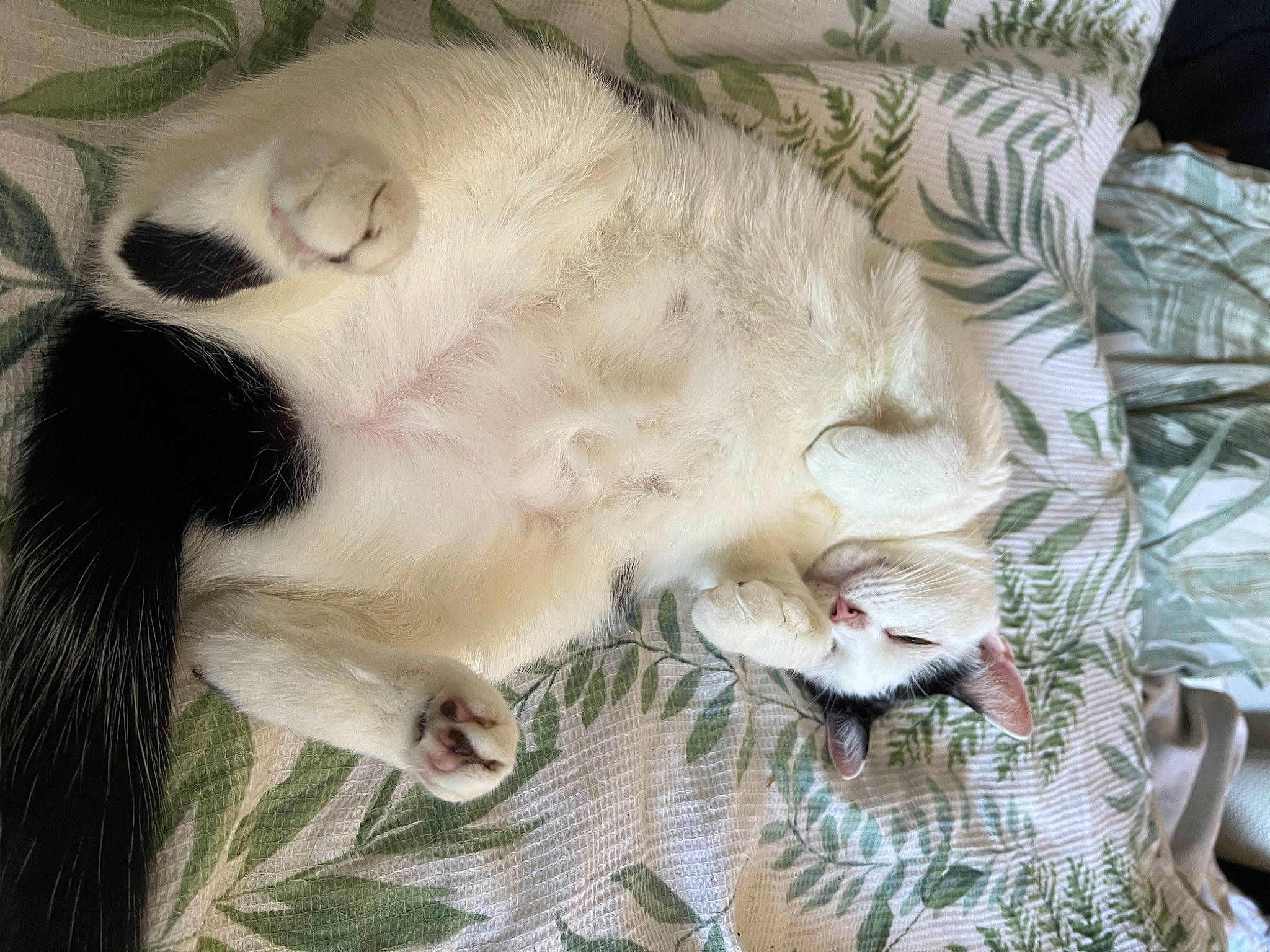 Soup joined the competition — help win amazing prizes! canidae, carnivore, cat, claw, comfort, companion_dog, dog_breed, domestic_short_haired_cat, fang, fawn, felidae, fur, nap, paw, small_to_medium_sized_cats, snout, sporting_group, tail, terrestrial_animal, whiskers