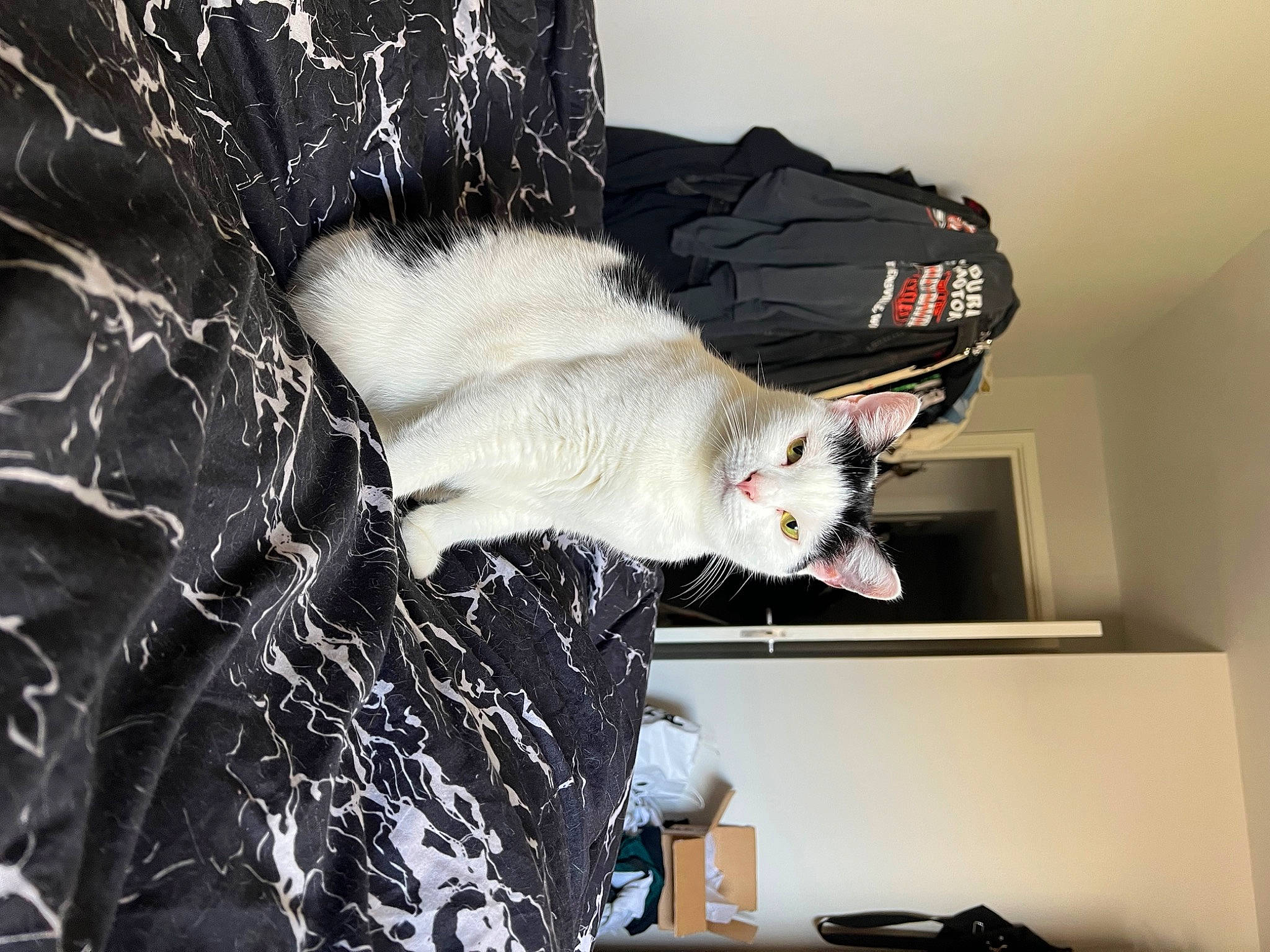 Soup is registered to the contest to win money with this photo: carnivore, cat, comfort, domestic_short_haired_cat, felidae, fur, grey, linens, room, small_to_medium_sized_cats, tail, tree, whiskers