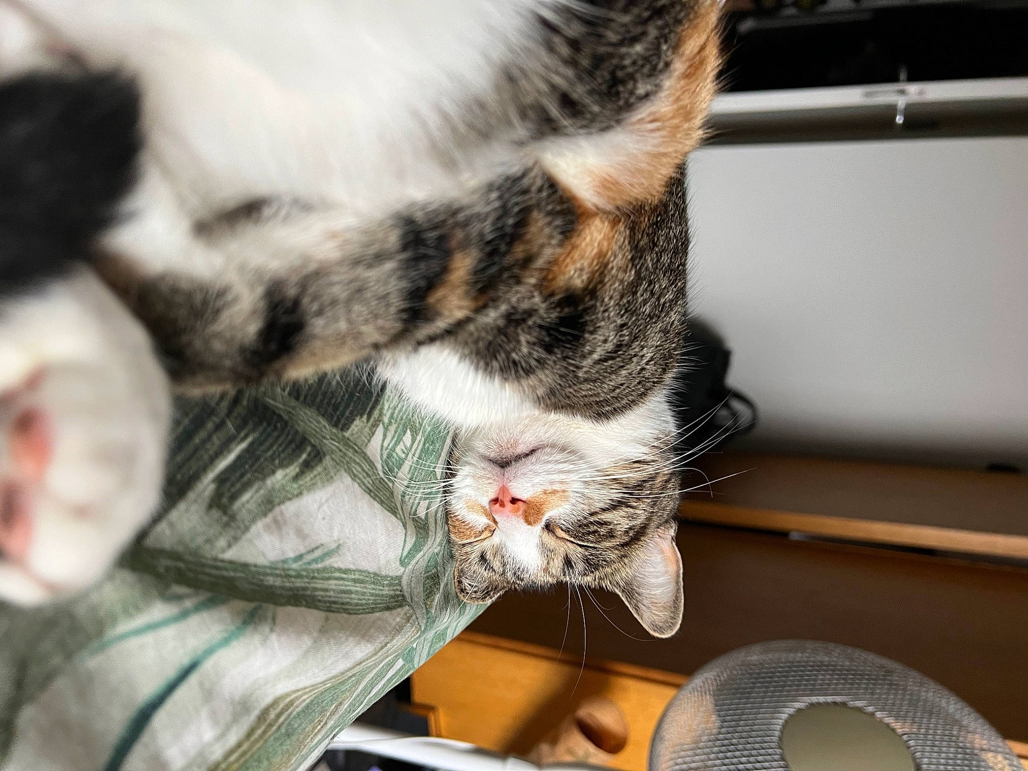 Pigeon joined the competition — help win amazing prizes! carnivore, cat, claw, comfort, domestic_short_haired_cat, felidae, fur, nap, paw, small_to_medium_sized_cats, snout, tail, tree, vehicle, whiskers