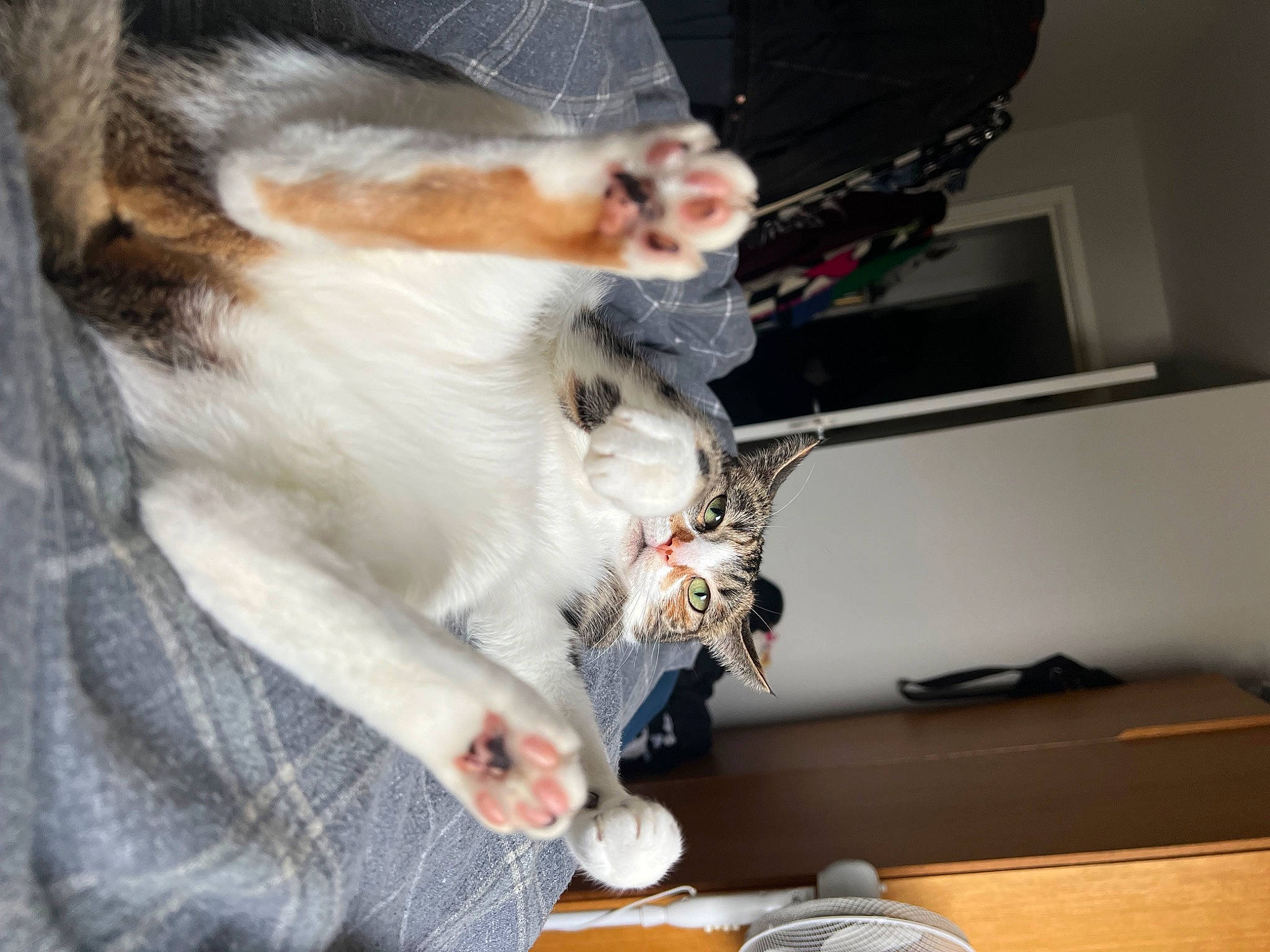 Pigeon joined the competition — help win amazing prizes! carnivore, cat, claw, collar, comfort, domestic_short_haired_cat, felidae, flooring, fur, hardwood, lap, nail, paw, small_to_medium_sized_cats, tail, whiskers, wood