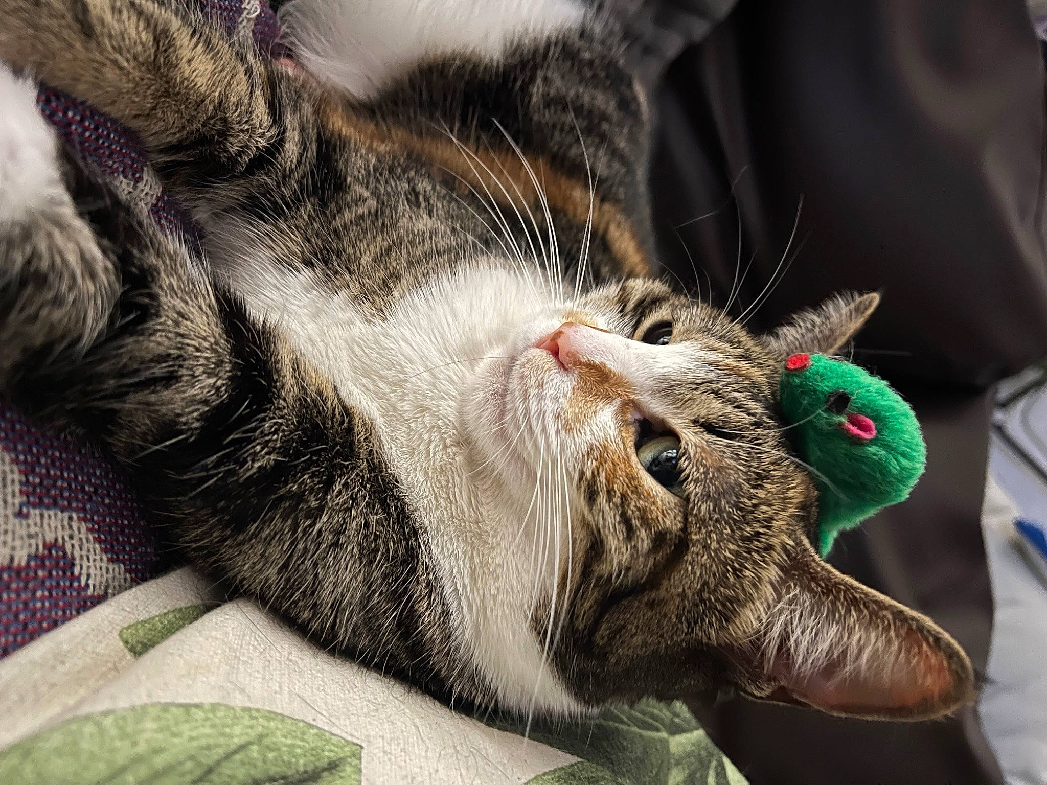 Pigeon is registered to the contest to win money with this photo: carnivore, cat, claw, comfort, domestic_short_haired_cat, ear, fang, felidae, foot, fur, nap, paw, sleep, small_to_medium_sized_cats, snout, tail, whiskers, wildlife, yawn