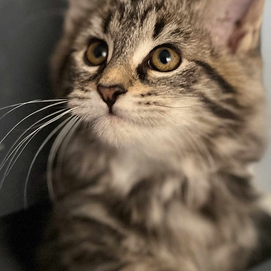 Alaska a rejoint le concours — aidez-le/la à gagner de superbes lots ! animal, cat, closeup, curious, cute, domestic, ears, eyes, face, feline, fur, indoor, kitten, mammal, paw, pet, portrait, tabby, whiskers, young