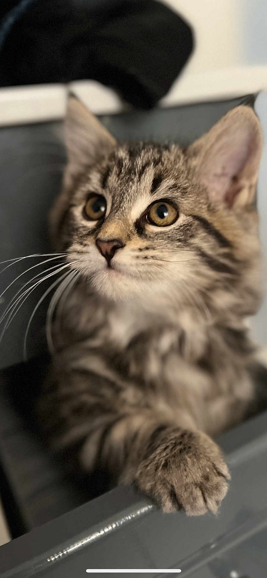 Alaska a rejoint le concours — aidez-le/la à gagner de superbes lots ! kitten, cat, fur, paw, curious, animal, pet, whiskers, closeup, indoor, young, cute, tabby, face, ears, eyes, feline, portrait, domestic, mammal