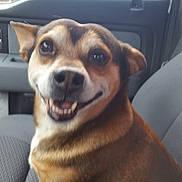 Tokin is registered to the contest to win money with this photo: dog, smiling, car, car_interior, seat, pet, animal, canine, happy, closeup, brown_fur, ears, eyes, mouth, nose, domestic_animal, transportation, vehicle, companion, friendly