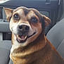 dog, smiling, car, car_interior, seat, pet, animal, canine, happy, closeup, brown_fur, ears, eyes, mouth, nose, domestic_animal, transportation, vehicle, companion, friendly