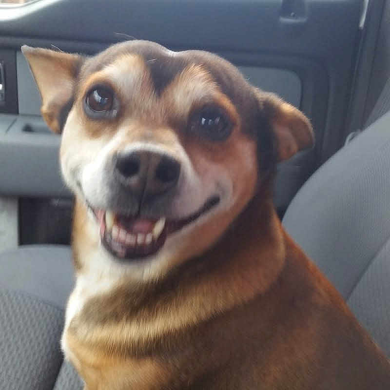 Tokin is registered to the contest to win money with this photo: animal, brown_fur, canine, car, car_interior, closeup, companion, dog, domestic_animal, ears, eyes, friendly, happy, mouth, nose, pet, seat, smiling, transportation, vehicle