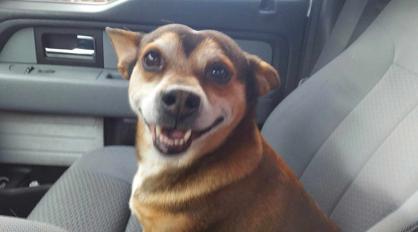 Tokin is registered to the contest to win money with this photo: dog, smiling, car, car_interior, seat, pet, animal, canine, happy, closeup, brown_fur, ears, eyes, mouth, nose, domestic_animal, transportation, vehicle, companion, friendly