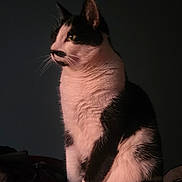 Marvel participe au concours pour gagner de l'argent avec cette photo : cat, black_and_white, mustache_marking, fur, whiskers, animal, pet, portrait, indoor, cozy, red_blanket, sitting, feline, side_view, dark_background, soft_light, mysterious, majestic, cute, calm