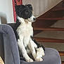 dog, black_and_white, chair, indoor, stairs, wall_hanging, pet, fur, seated, looking_away, cozy, domestic, animal, mammal, furniture, side_view, curious, calm, house, companion