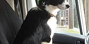 Polka participe au concours pour gagner de l'argent avec cette photo : dog, black_and_white, border_collie, vehicle_interior, car_seat, window, rain, seat_cover, collar, pet, side_view, domestic_animal, looking_out_window, indoor, daylight, furry, alert, sitting, animal, companion
