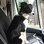 dog, black_and_white, border_collie, vehicle_interior, car_seat, window, rain, seat_cover, collar, pet, side_view, domestic_animal, looking_out_window, indoor, daylight, furry, alert, sitting, animal, companion