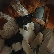 Polka a rejoint le concours — aidez-le/la à gagner de superbes lots ! dog, couch, black_and_white_dog, brown_and_white_dog, pets, indoor, resting, cozy, fur, animal, companion, relaxing, friendship, furniture, floor, tile_floor, laying_down, cute, two_dogs, snuggling