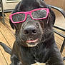 Big P joined the competition — help win amazing prizes! dog, black_dog, glasses, pink_glasses, close_up, tongue, nose, whiskers, wooden_deck, chair, pet, portrait, funny, smiling, big_nose, furry, black_fur, white_chest_patch, outdoor, companion