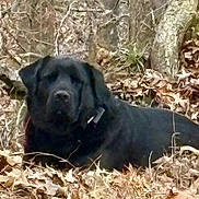 Big P joined the competition — help win amazing prizes! dog, black_dog, canine, pet, large_dog, lying_down, resting, outdoor, woodland, leaves, autumn, tree_roots, moss, tree_trunk, earth_tone, collar, closeup, furry, snout, nature