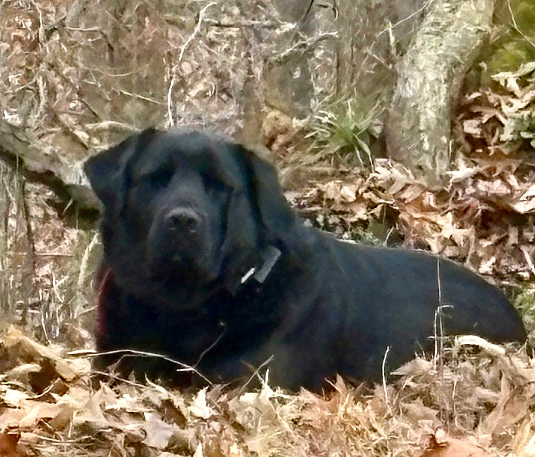 Big P joined the competition — help win amazing prizes! dog, black_dog, canine, pet, large_dog, lying_down, resting, outdoor, woodland, leaves, autumn, tree_roots, moss, tree_trunk, earth_tone, collar, closeup, furry, snout, nature