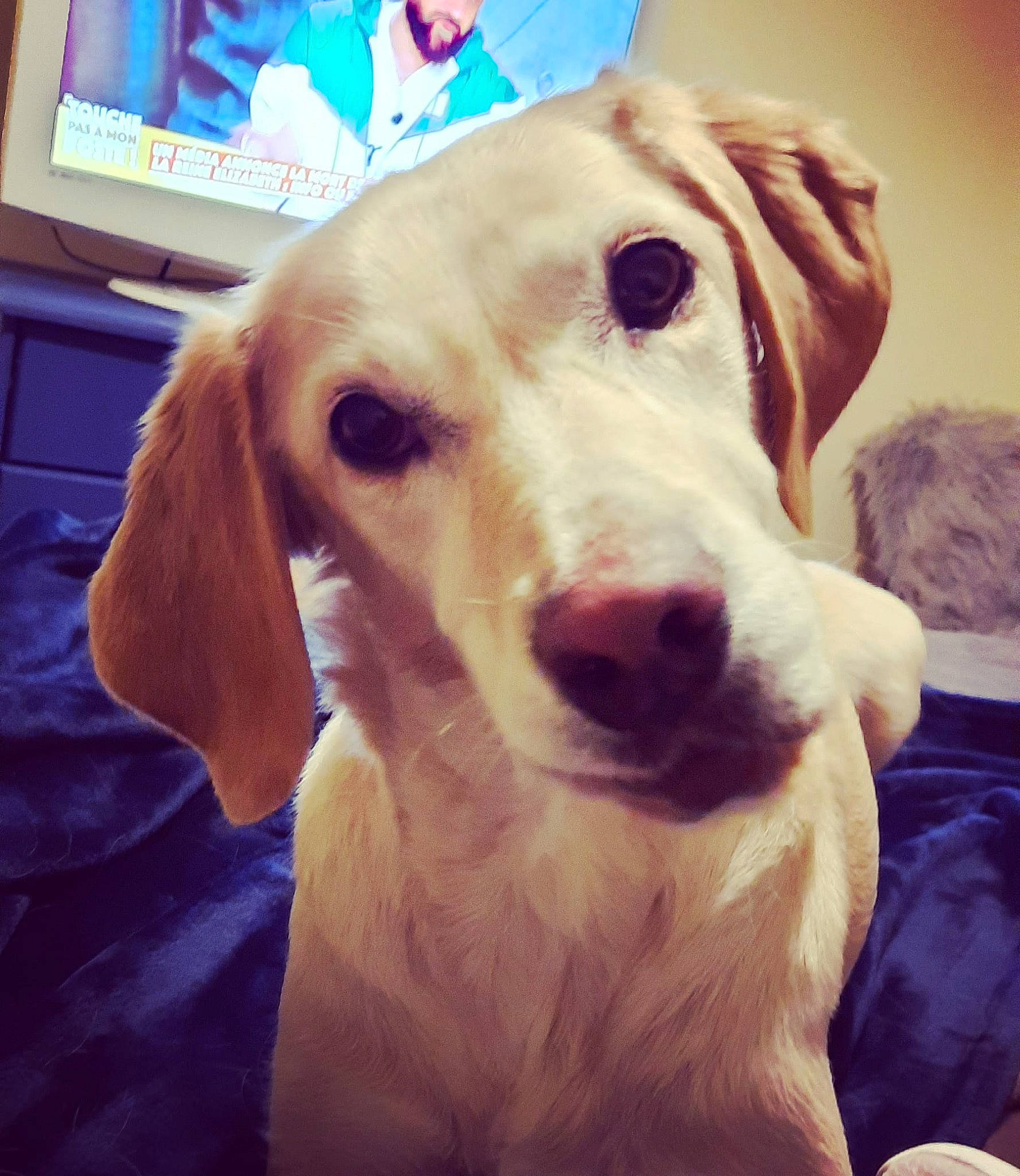 Malice a rejoint le concours — aidez-le/la à gagner de superbes lots ! canidae, carnivore, companion_dog, computer_keyboard, dog, dog_breed, ear, eye, fawn, fur, golden_retriever, home_appliance, pet_supply, puppy, selfie, snout, sporting_group, television, whiskers, working_animal